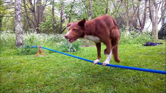 Chien très agile fait du slackline : chien funambule