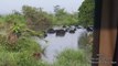 Wild Water Buffaloes & Water Buffaloes In The Wild