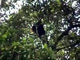 Yellow Tailed Woolly Monkey