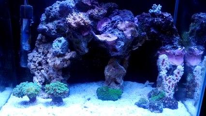Nano Reef - Sick Aquascape