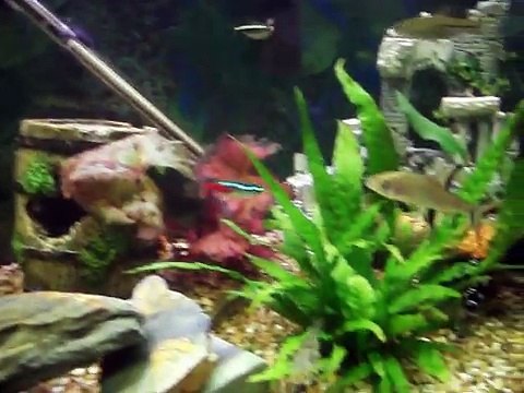 Tropical Fish Tubifex Feeding Frenzy