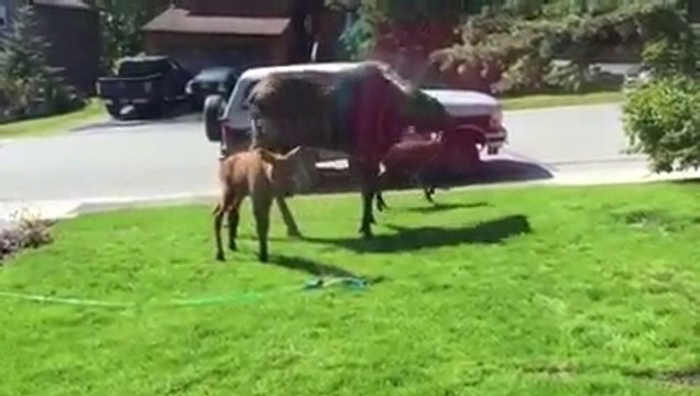 Des orignaux jouent avec un arrosage automatique