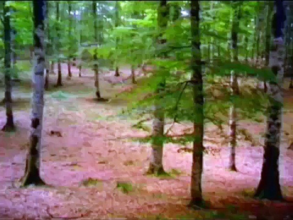 La voz del lobo