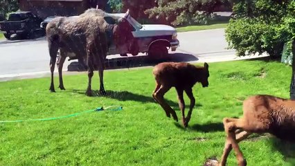 Une famille Orignal joue avec l'arrosage d'un jardin