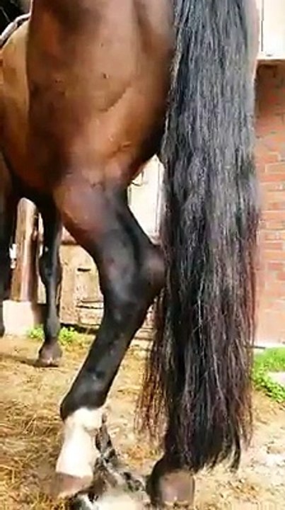 Cute kitten playing with poney tail : hilarious