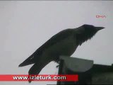 İslam miracle corvine bird calls Allah- Allah diye öten karga