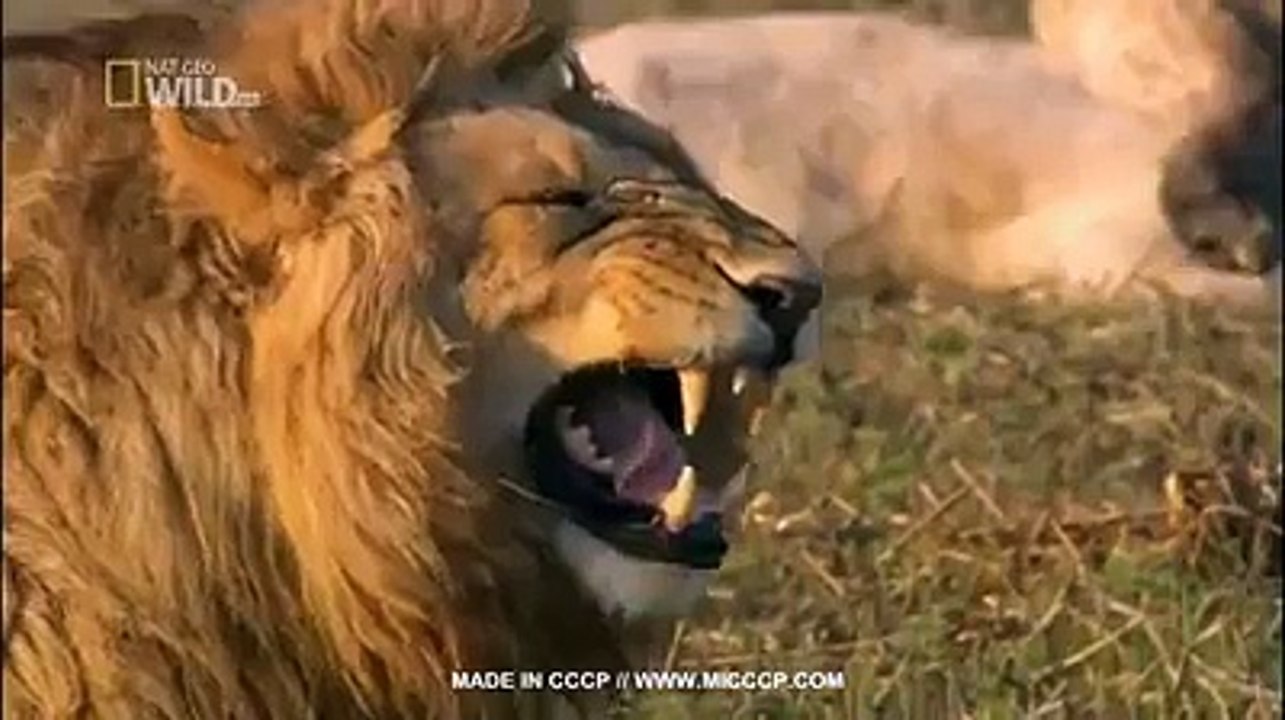 lion laughing - video Dailymotion