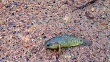 Invasive walking fish threatens Nth Australia