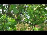 Great Tit Fledgelings leave the nest.