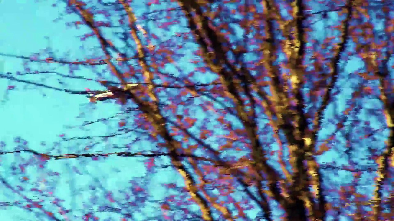 Shadows - Lilly Wood and The Prick (Official Video)