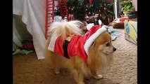 Sweety the Pomeranian's New Years Resolutions
