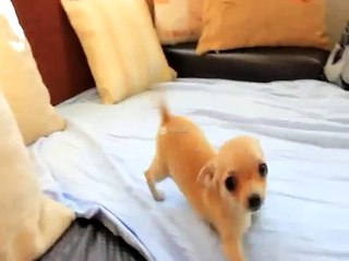 Cute female short hair mini chihuahua for sell