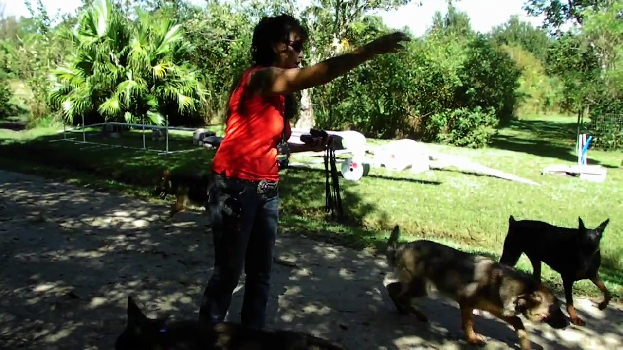 Off Leash Recall Dogtra E Collar Pager Remote Trainer