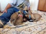 French Bulldog Puppies for sale ~ Oregon ~ French Bulldog breeder