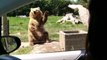 L'ours le plus cool du monde : Il fait coucou et attrape du pain de mie en plein vol