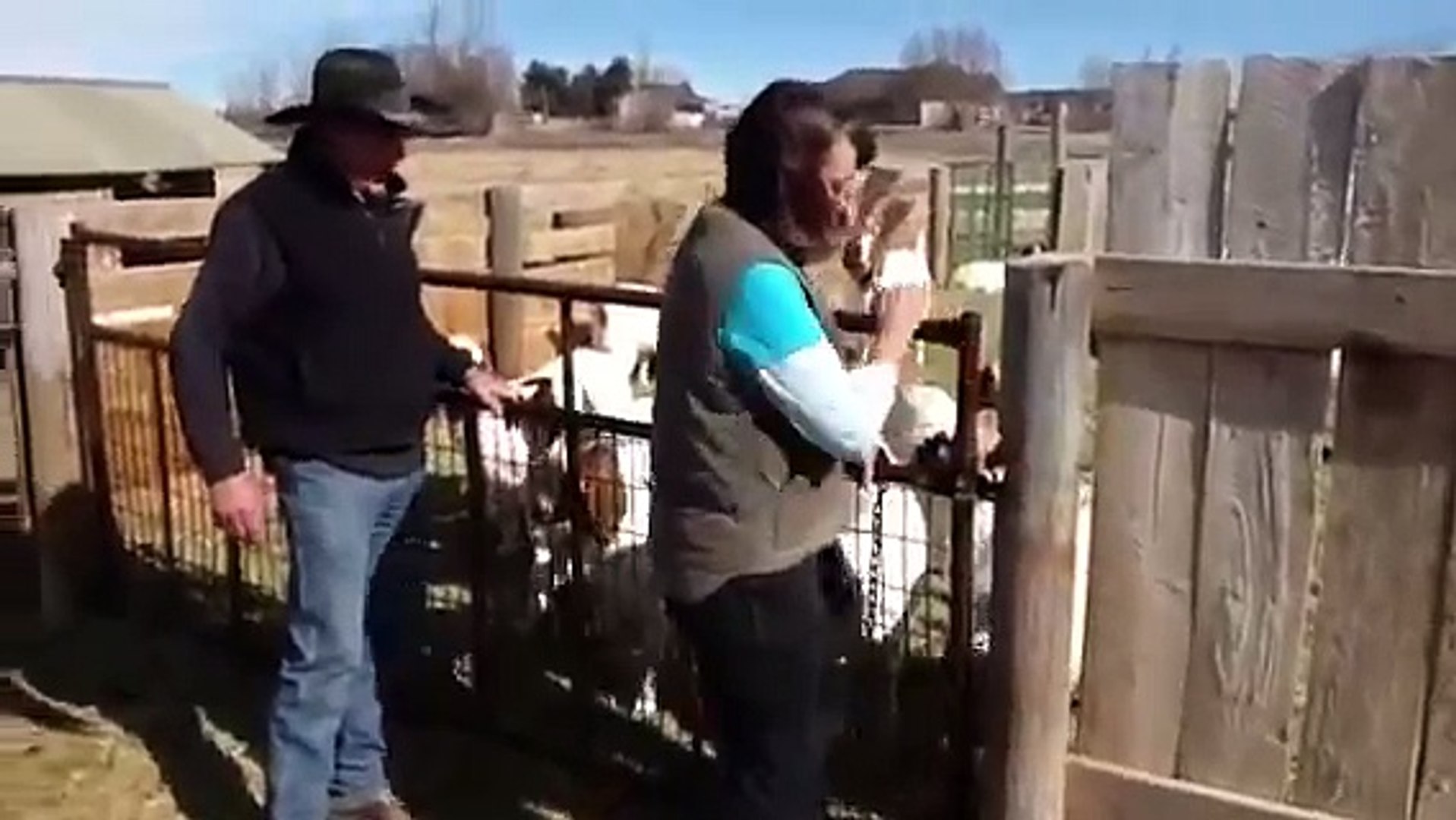 Raising Boer Goats