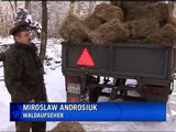 Europas Bisons leben noch - in Polen und Weißrussland