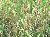 Rice Institute Seeks To Develop New Varieties