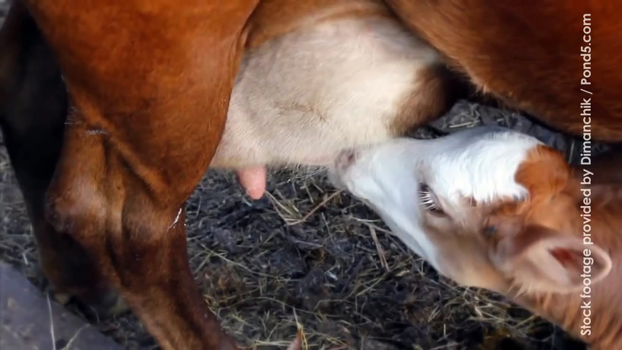 Emily Deschanel: Behind the Scenes in the Dairy Industry