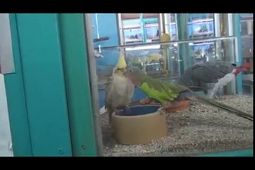 Princess Parrot chats to a Cockatiel