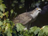Gheppio (Falco tinnunculus): riproduzione