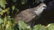 Gheppio (Falco tinnunculus): riproduzione
