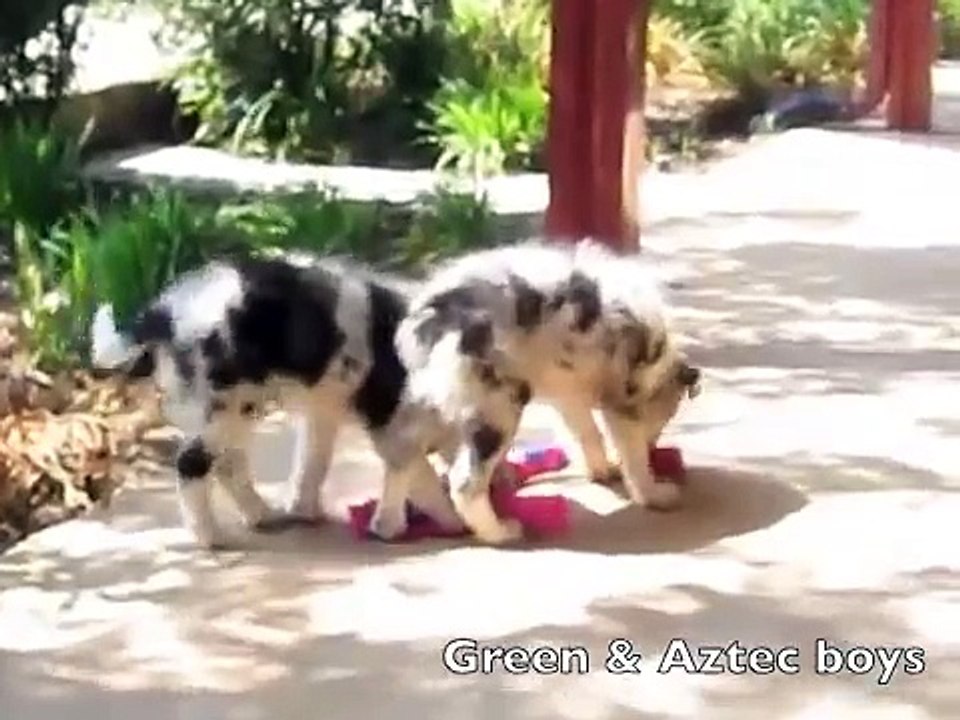 Red-Dawn Border Collies: Chilly pups