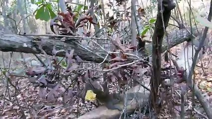 Squirrel Trapping #110 Conibear