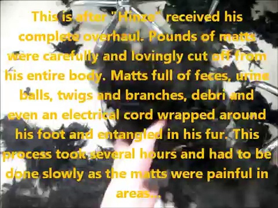 OPERATION: Duncan Hinze! The Cocker Spaniel Rescue