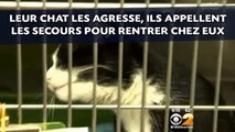 Leur chat les agresse, ils appellent les secours pour rentrer chez eux