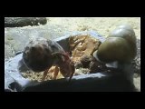 Hermit Crabs at the Crab Buffet