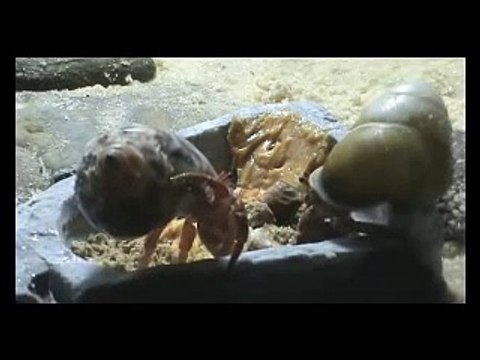 Hermit Crabs at the Crab Buffet