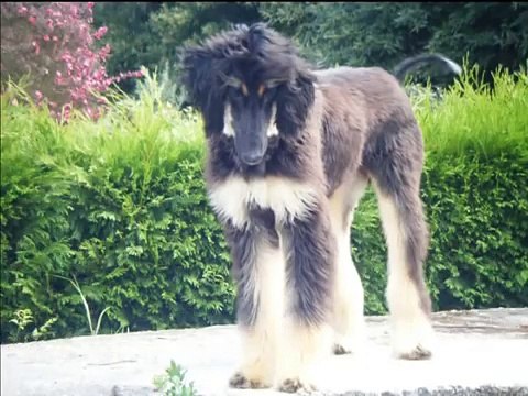 Galgo afgano Picasso , Afghan hound.