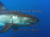 Great White Shark Cage Diving Adventure