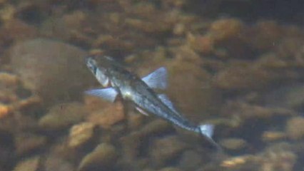 New Jersey to residents: don't eat fish from sewers