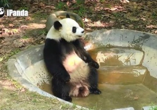 Relaxed Panda Takes a Bath