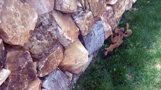 Des bébés furets suivent leur mère