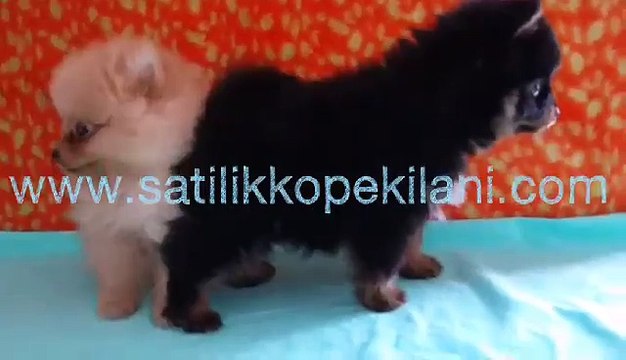 Satılık Pomeranian Boo Dog Yavrular 05412625843