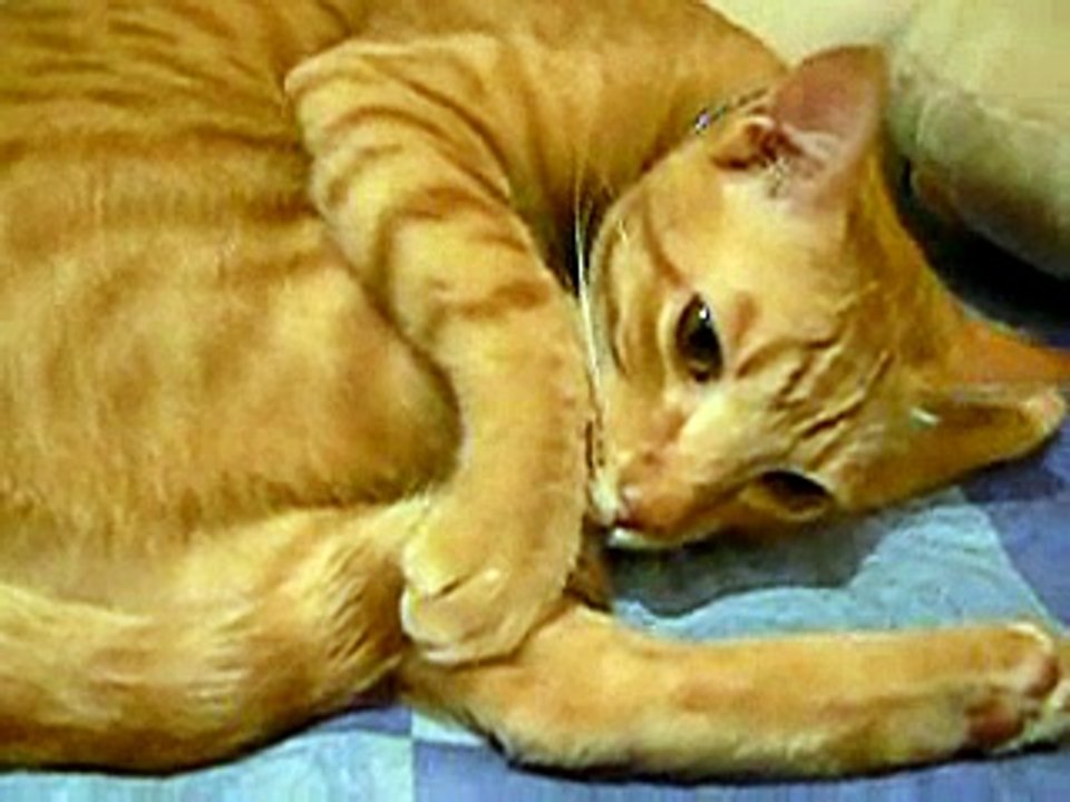 布丁狗 吸尾巴 Mix Cat suck tail itself
