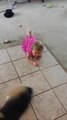 Toddler imitates dog for treats