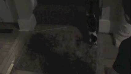 This kitten's favorite game will surprise you!