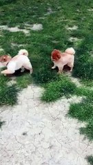 AAA+ FCI SCR BELGELİ POMERANİAN