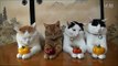 Cute Cats Balancing Fruits on Heads and Paws - Compilation