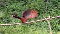 Hoatzin Birds in Manu National Park, Peru