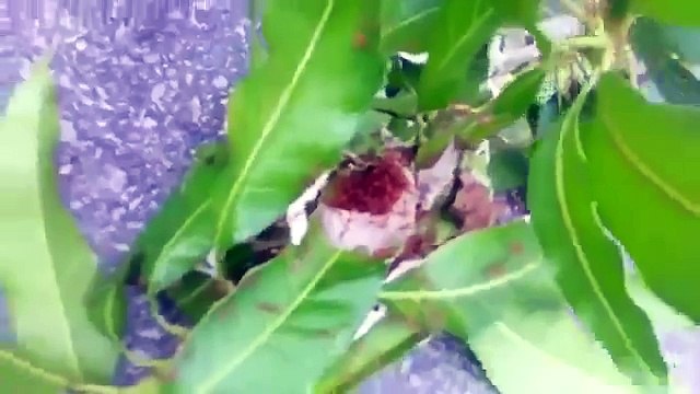 Très mauvaise idée les fourmis rouges à cet endroit...