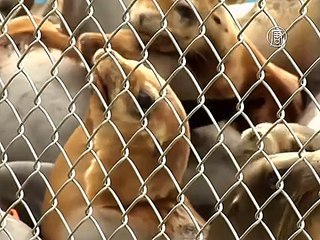 Отравленных хлором морских львов выходили и отпустили на волю