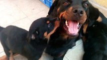 Rottweiler: Baby bites his mom (Rita)
