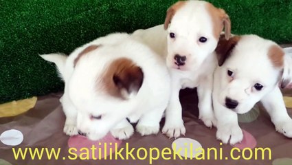 Satilik Jack Russell Terrier Yavrular 05412625843