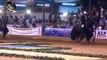 campeonato caballos paso fino copa america 201