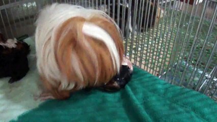 peruvian guinea pig giving birth